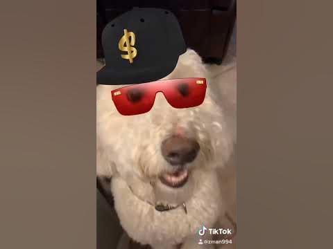 GANGSTA DOOOOOOOOG! - YouTube