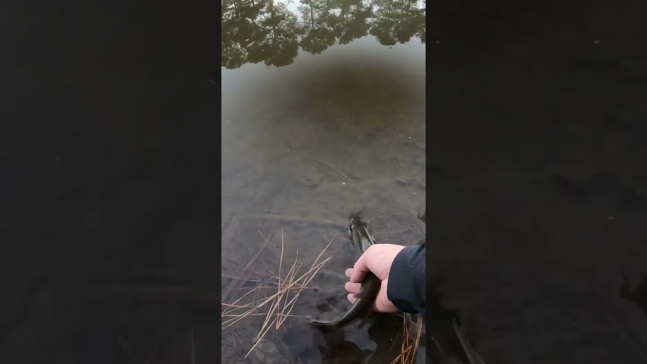 Largemouth Bass Catch and Release fishing