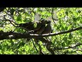 2羽の小鳩に給餌する親キジバト Turtle dove family