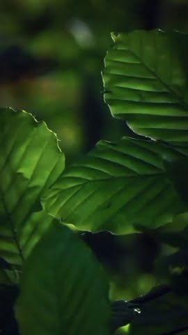 STORY WA NATURE FILTER AESTHETIC