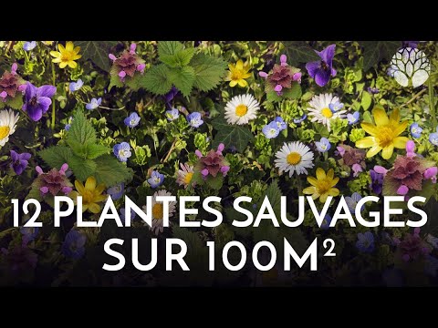 Vidéo: Parties comestibles des plantes potagères - Plantes végétales comestibles secondaires communes