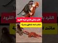 فقد أمه فنفره الجميع فتعلق بدمية اكسبلور Monkey قرد الطايف قرود ابها دمية ترند ترند الخليج