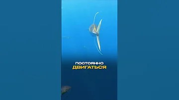 Вы НИКОГДА Не Сможете Купить Живого Тунца