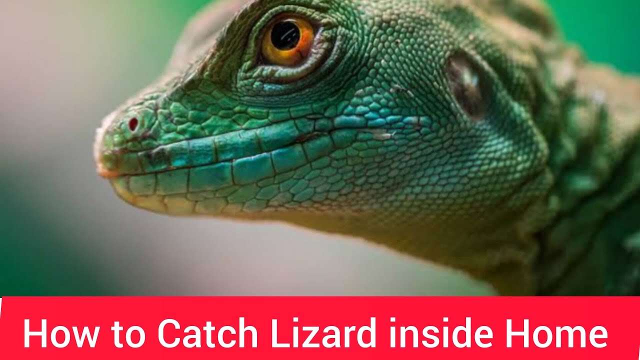 How to Catch Lizard inside Home 🏡 - YouTube