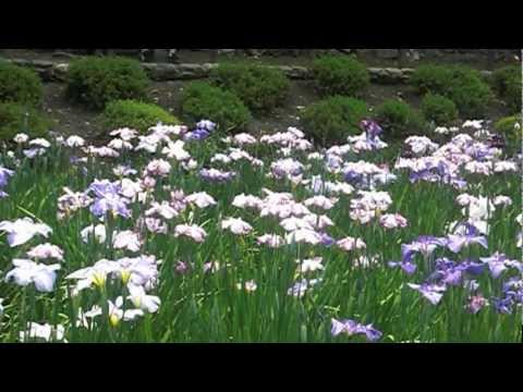 The Japanese Iris Fields in Kiyosumi Gardens (清澄庭園 花菖蒲田)