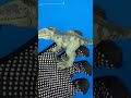Giganotosaurus de Jurassic World: Dominion Minis (D02A)
