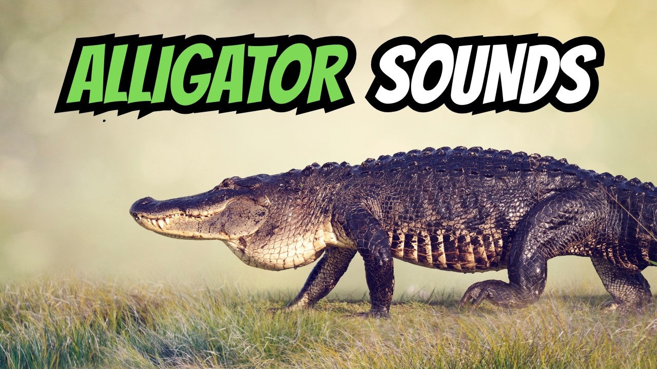 Terrifying Alligator Sounds | What Each One Means - YouTube