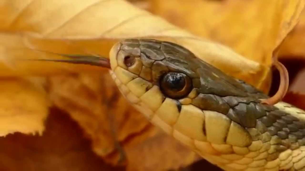 Snake pbbbt - YouTube