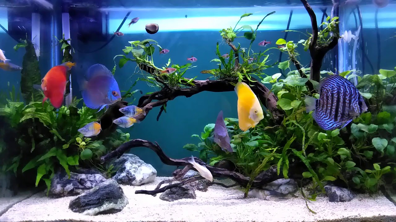 Discus Aquascape YouTube