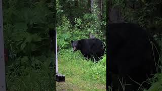 Bear outside our camper at Liard Hot Springs British Columbia 2026 Northbound