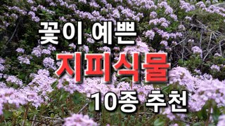 꽃이 예쁜 지피식물 10종 추천 ( 22년차 가드너의 경험)