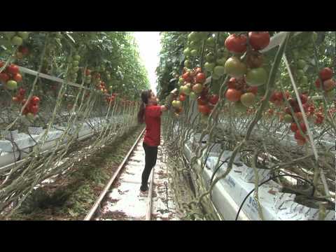 Video: Agrotechnologie Van Paprika's In Foliekassen