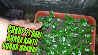 See the 21-Day-Old Champaca Flower Seedlings Growing Flourishingly