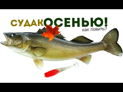 Как ловить судака осенью? На что ловить судака осенью? Где ловить судака осенью?