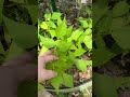 Garden update part 1 #garden