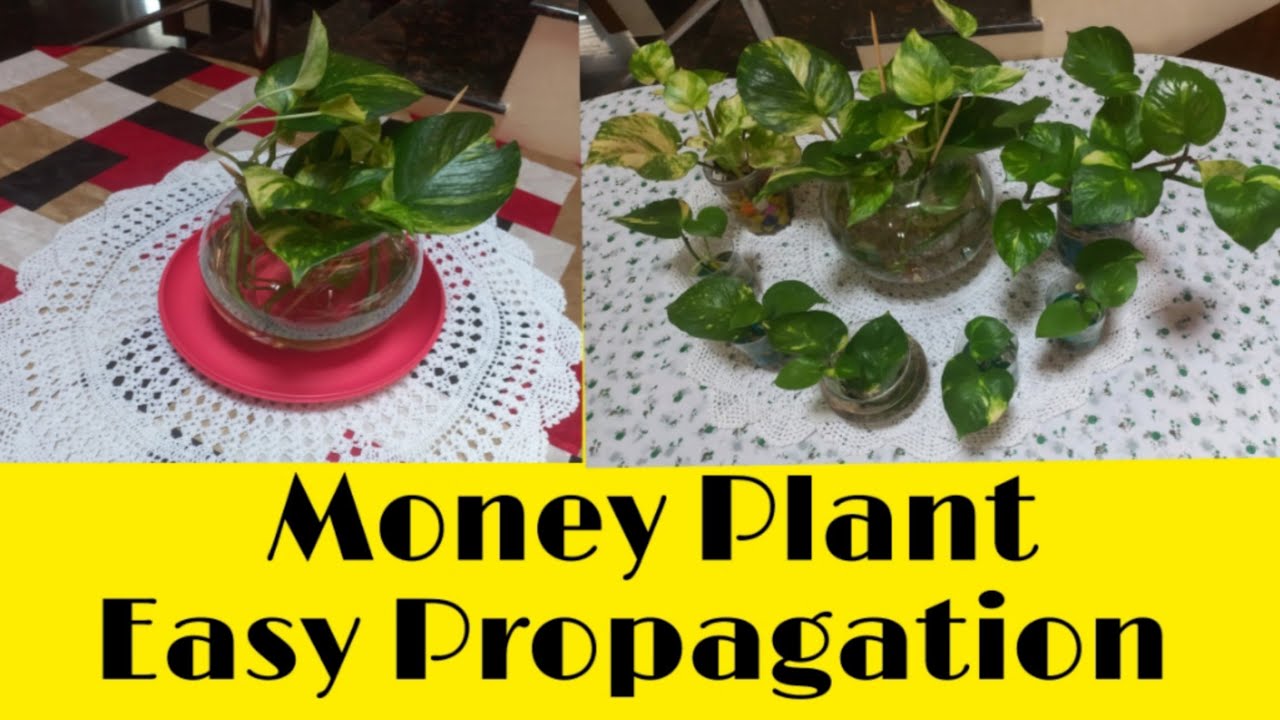 Money Plant Is Fast Growing Plant In Water As Well As Soil Known As money-plant-is-fast-growing-plant-in-water-as-well-as-soil-known-as