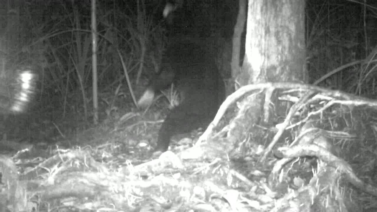 foundation brush คือ Sun Bear