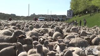 Flock of sheep head ba-a-ack across HWY 55 towards pastures in the mountains for summer