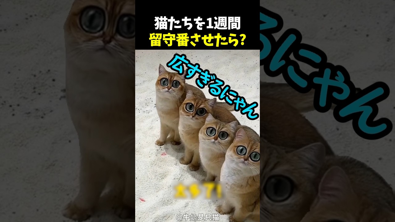 猫たちを1週間留守番させたら？