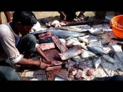 How to Fillet a Sea Fish | Chopping Skills | Kona Fish | Village Life | Village Food | Fish | Street Food Zone