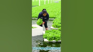 アクアポニックスの豊穣：水耕レタスの収穫