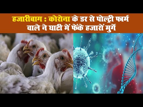 कोरोना के डर से पोल्ट्री फार्म वाले ने घाटी में फेंके हजारों मुर्गे II Coronavirus impact on poultry