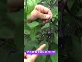 【ナス 切り戻し】ナスを作る上で大切な管理作業"切り戻し"について解説します 2023.7.14 #三重県 #四日市 #野菜農家 #ナスケン