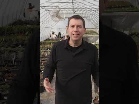 Video: Plant Dormancy - Pagpapatulog ng Halaman