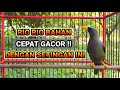 CARA MEMBUAT RIO RIO / JALAK RIO BAHAN OMBYOKAN CEPAT GACOR !!!