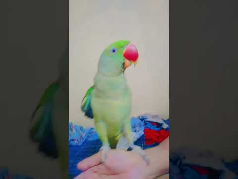 #parrot talking parrot mummy mummy mummy mummy mummy mummy mummy mummy