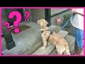 PUPPY GETS THE SURPRISE OF HIS LIFE!!!