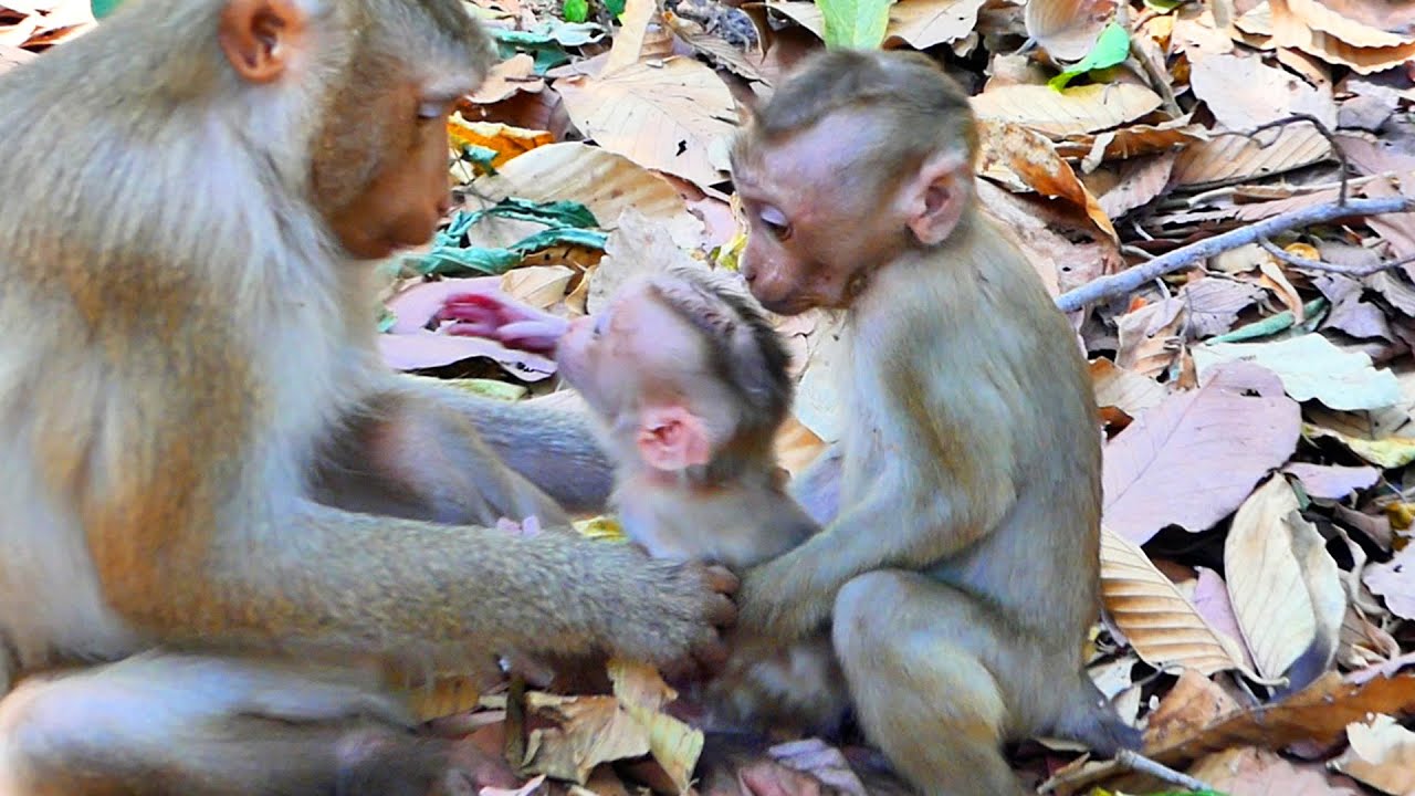 Wonderful of primate baby asks mum quickly breastfeeds