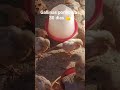 Gallinas ponedoras 30 días #shorts #animals
