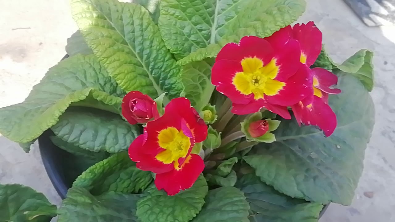 Primrose plant caretips💐🌹🤗💐🌹 YouTube