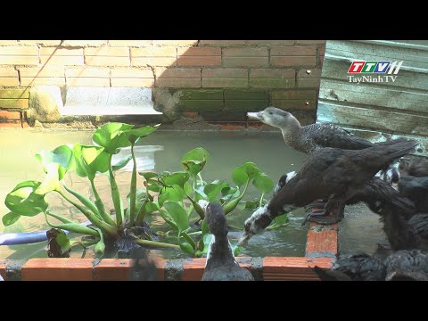 Video Nuôi vịt xiêm dưới tán vườn dừa | NÔNG NGHIỆP TÂY NINH... - youtube
