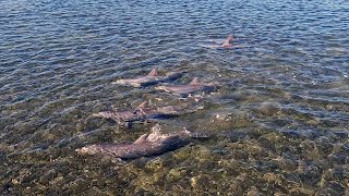 Racing Dolphins - My Kayak vs. Flipper.  Last Fish Of 2023. by Key West Kayak Fishing 4,784 views 4 months ago 20 minutes