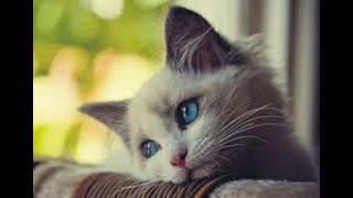 MEMES FOR CURING YOUR SADNESS.. screenshot 3