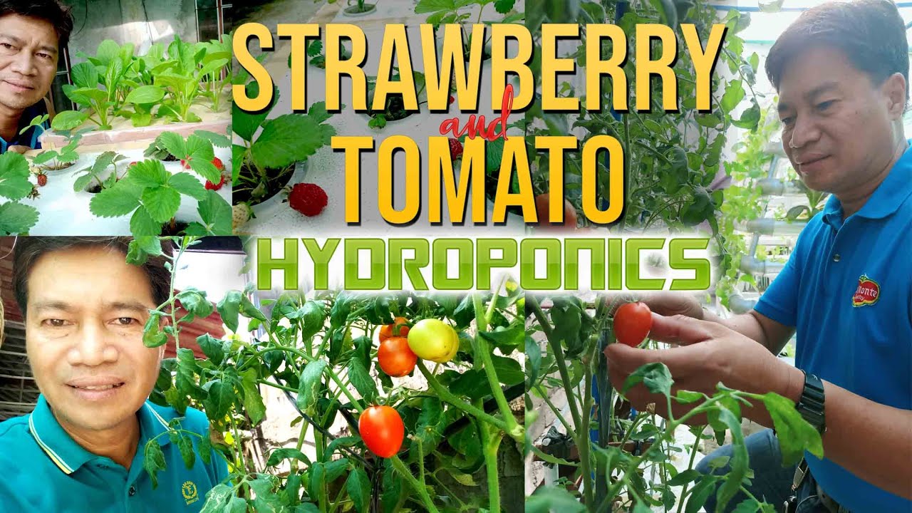 hydrophonics-strawberry-and-tomato-planting-nutrients-requirements