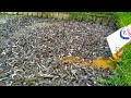 Hybrid Magur Fish Farming Business In India || Million Catfish Delicious Food Village Pond