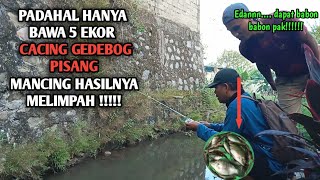Ternyata Cacing Gedebog Pisang Sangat Ampuh Untuk Mancing Ikan Yang Susah Makan‼️