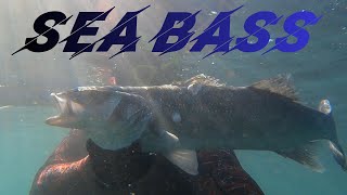 : Sea bass spearfishing  /     .