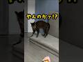 突然やんのかステップを繰り出す猫が意味不明w #shorts #保護猫 #cat #あめちゃん #猫のいる暮らし #やんのかステップ #威嚇 #meow