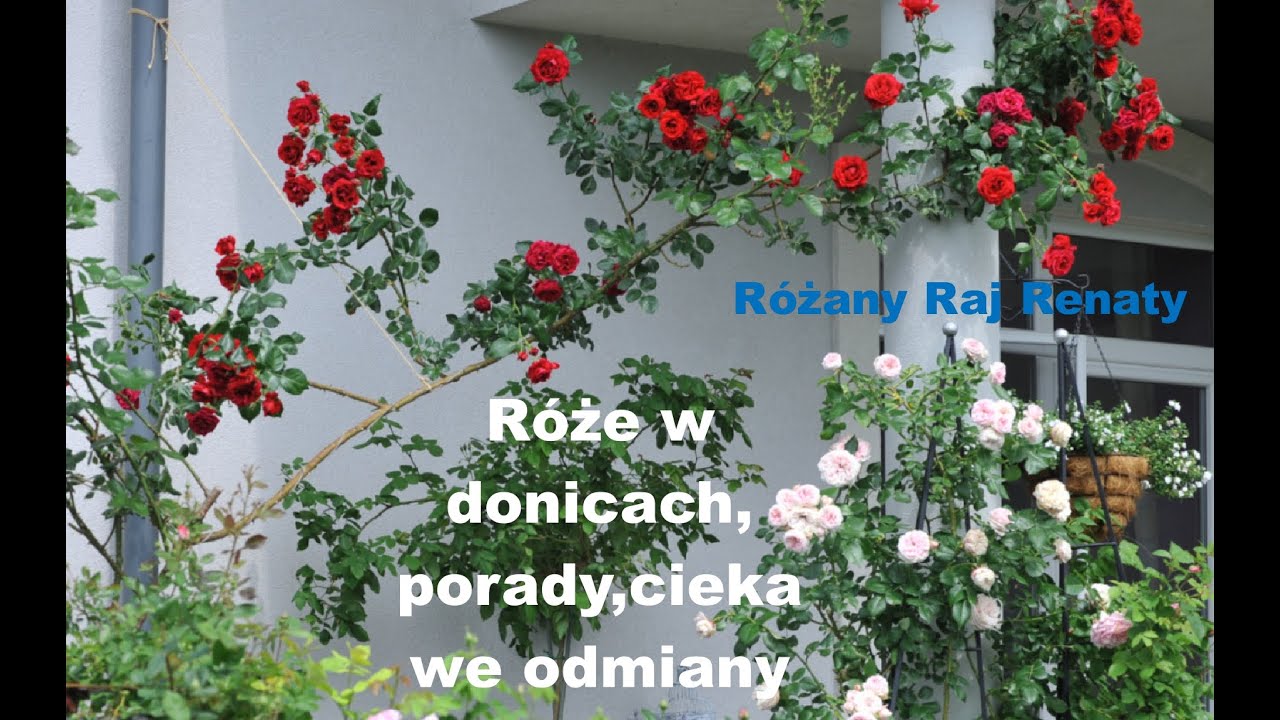 Róże w donicach, porady, ciekawe odmiany róż na rabacie.
