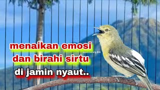 Suara Burung Sirtu/Cipoh Gacor Cari Lawan,Bikin Sirtu Emosi | Pancingan Sirtu Gacor
