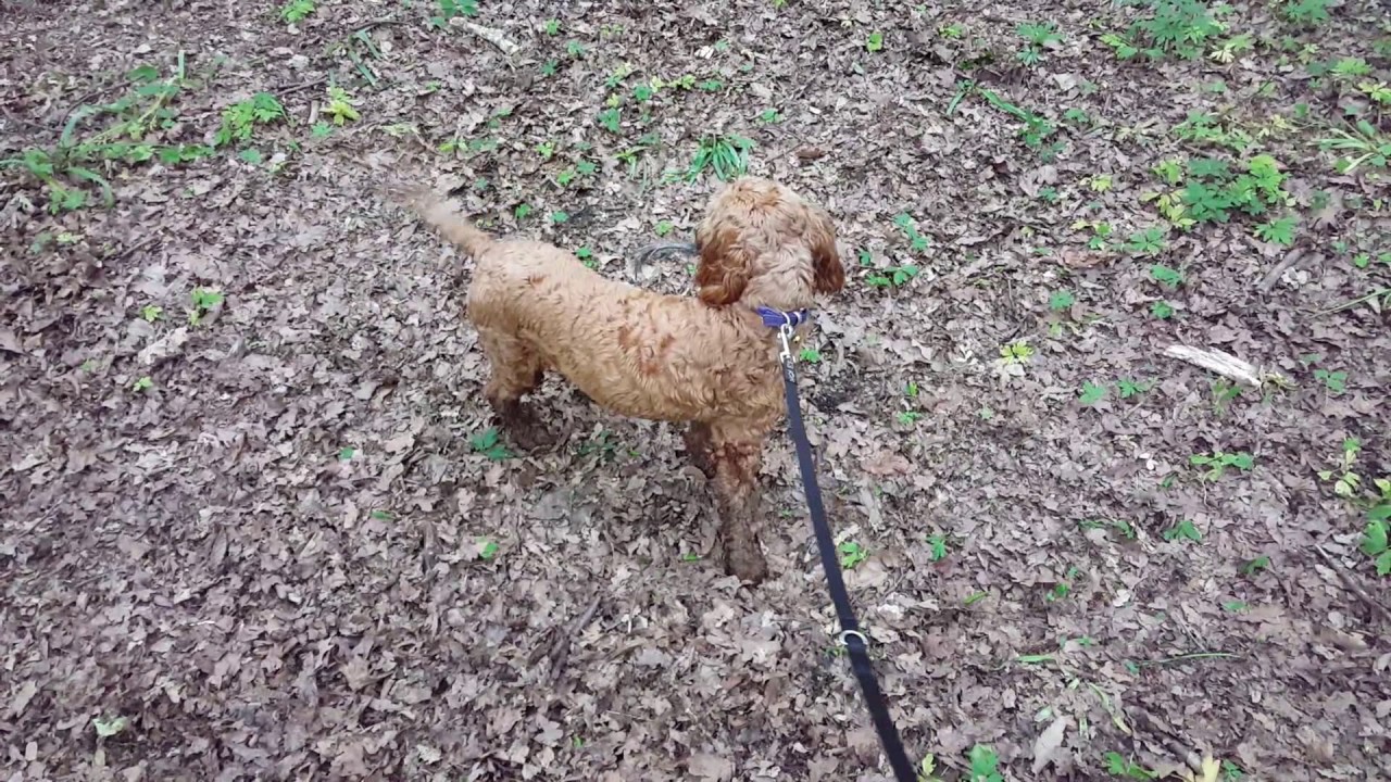 Disney the cockapoo catches a squirrel in Cherry Orchard country park ...