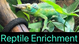 Reptile Enrichment! ( Everything You Need to Know )