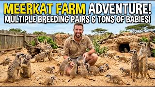 A meerkat farm with multiple breeding pairs and a new litter of newborn pups.