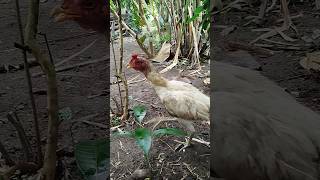 ayam pama ninja b3ng3p jadi sansax ayam pakhoy drumband line durian #ayamberkualitas