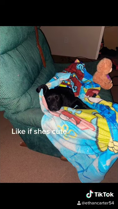 Baby pup
