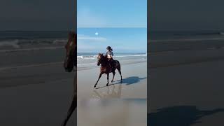 Livin&#39; Like Golden #horse #equestrian #beach